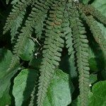 Adiantum hispidulum Sonstige