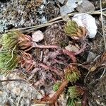 Petrosedum forsterianum Blad