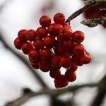 Sorbus aucuparia Φρούτο