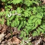 Dicentra cucullaria Leaf