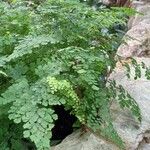 Adiantum raddianum موطن