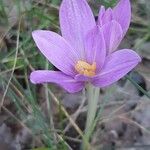 Colchicum autumnale花