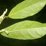 Trophis racemosa Blad