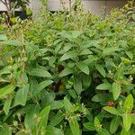 Hypericum monogynum Frunză