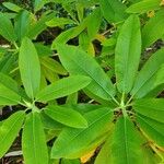 Rhododendron auriculatum Hoja