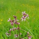 Silene flos-cuculiFlower