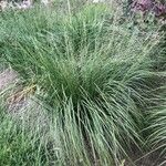 Eragrostis curvula Облик