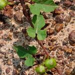 Merremia hederacea Blatt