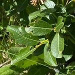 Salix breviserrata Likasa