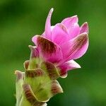 Curcuma alismatifolia Virág