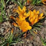 Crocus flavusফুল