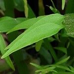 Muehlenbeckia platyclada Blatt