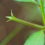 Ludwigia erecta Fruit