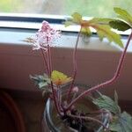 Tiarella cordifolia Çiçek