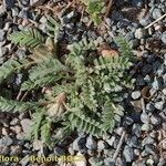 Astragalus stella ശീലം