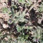 Echium arenarium Folha