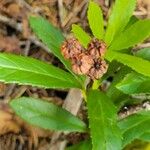 Chimaphila umbellata Φρούτο