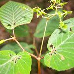 Begonia convallariodora Hoja