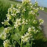Armoracia rusticana 花