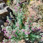 Teucrium marum 花