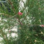 Grevillea juniperina ഇല