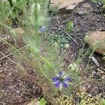 Nigella damascena花