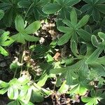 Alchemilla alpigena Blatt