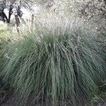 Muhlenbergia capillaris Лист