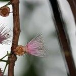 Syzygium cordemoyi Flor
