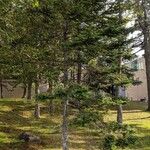 Abies balsamea 形态
