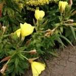 Oenothera glazioviana Λουλούδι