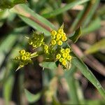 Bupleurum falcatum Blomma