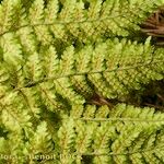 Dryopteris aemula Muu