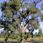 Angophora bakeri Листок