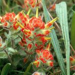 Castilleja mendocinensis Kwiat