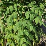 Dahlia imperialis Yaprak