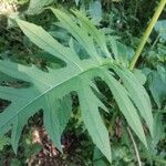 Cirsium oleraceum Blad