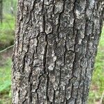 Quercus macrocarpa বাকল