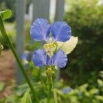 Commelina communis Virág