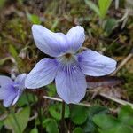 Viola rostrata Flower