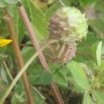 Medicago rigidula Fruit