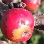 Crataegus laciniata Fruit