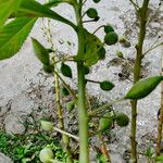 Impatiens balsamina Froito