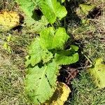 Rumex alpinus Leaf