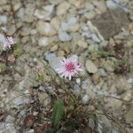 Crepis rubra Floare
