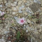 Crepis rubra Kvet