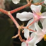 Begonia minor Corteza