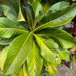 Ixora margaretae List