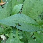 Cirsium oleraceum ഇല