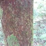 Pouteria hispida Corteza